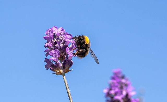 Read more about the article Die Gartenhummel: Das Gartentier 2023